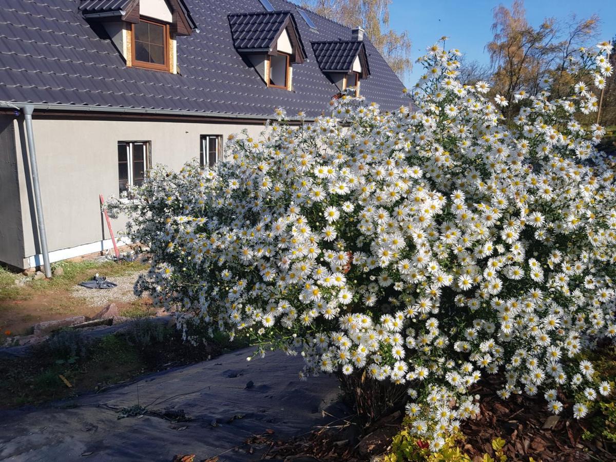 Pokoje Goscinne Art- Dworek Kudowa Zdroj Exterior photo